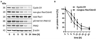 The Essential Role of Rac1 Glucosylation in Clostridioides difficile Toxin B-Induced Arrest of G1-S Transition